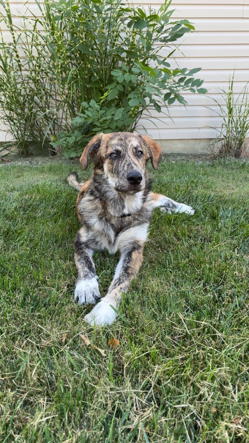 Enlarge Bo ADOPTED, a Adopted mixed breed in Waverly, IA image 2/5