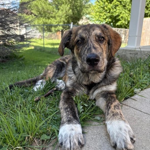 Enlarge Bo ADOPTED, a Adopted mixed breed in Waverly, IA image 5/5
