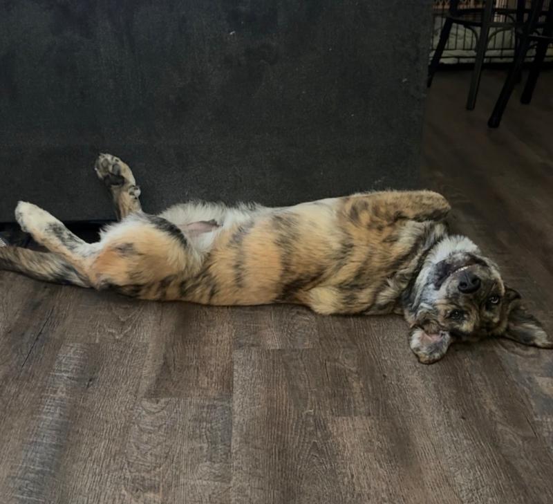 Enlarge Bo ADOPTED, a Adopted mixed breed in Waverly, IA image 3/5