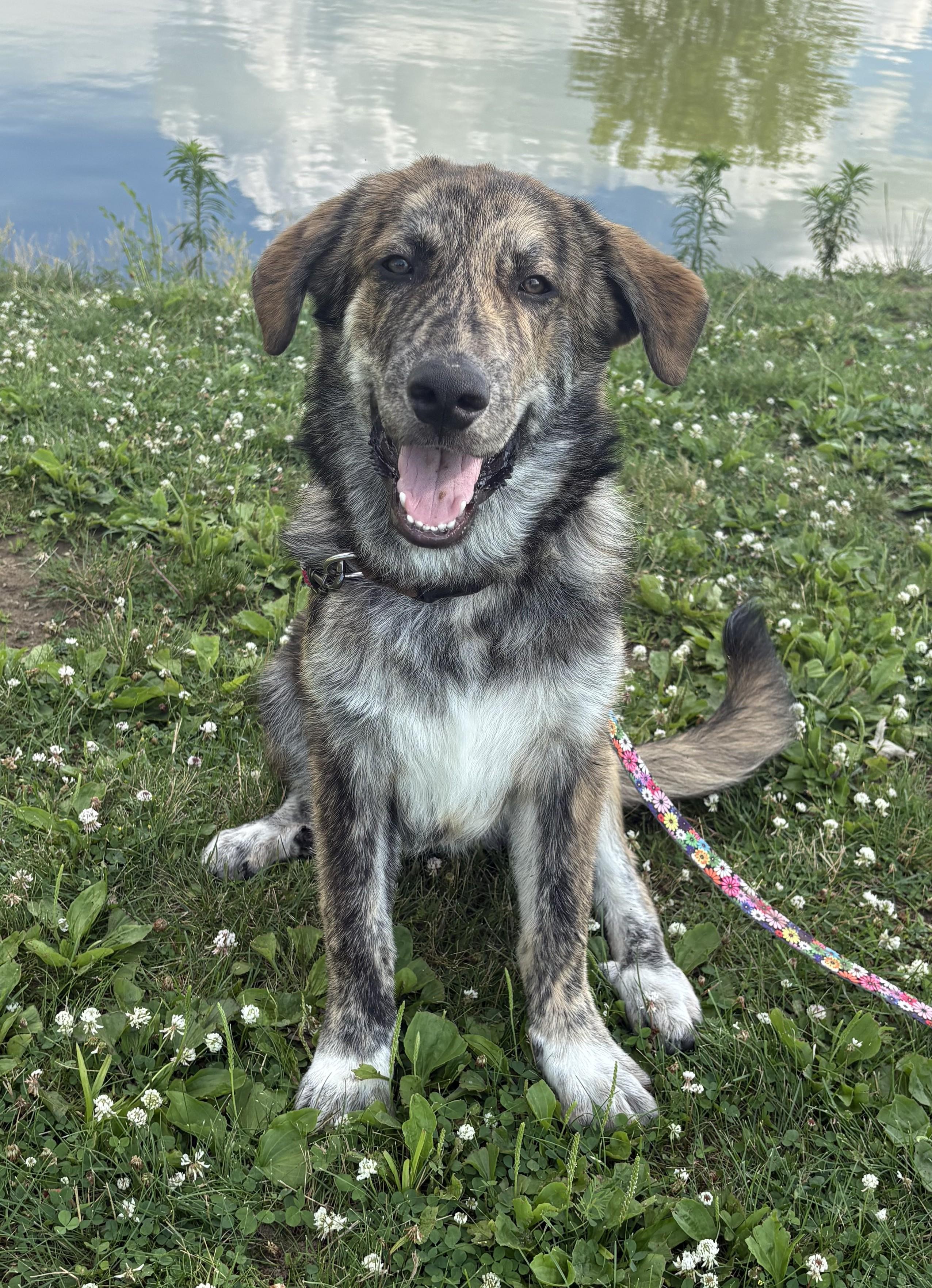 Bo ADOPTED, Adopted, Young Male Great Pyrenees & Anatolian Shepherd.