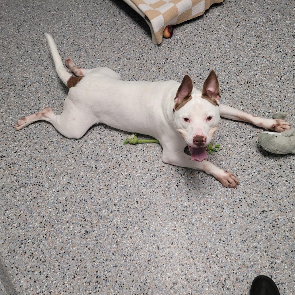 Ruff, Adoptable, Adult Male Mixed Breed.