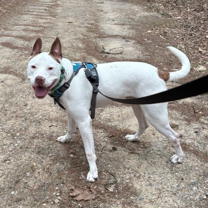 Ruff, Adoptable, Adult Male Mixed Breed.