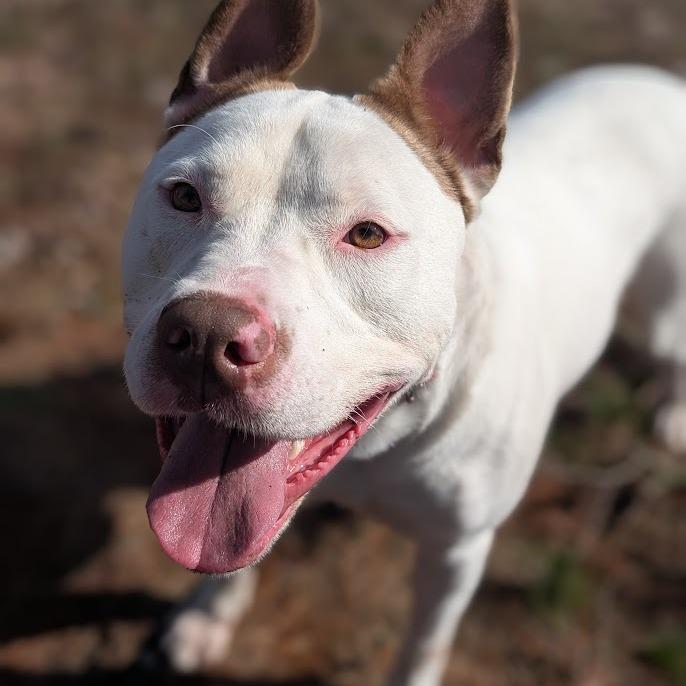 Ruff, Adoptable, Adult Male Mixed Breed.