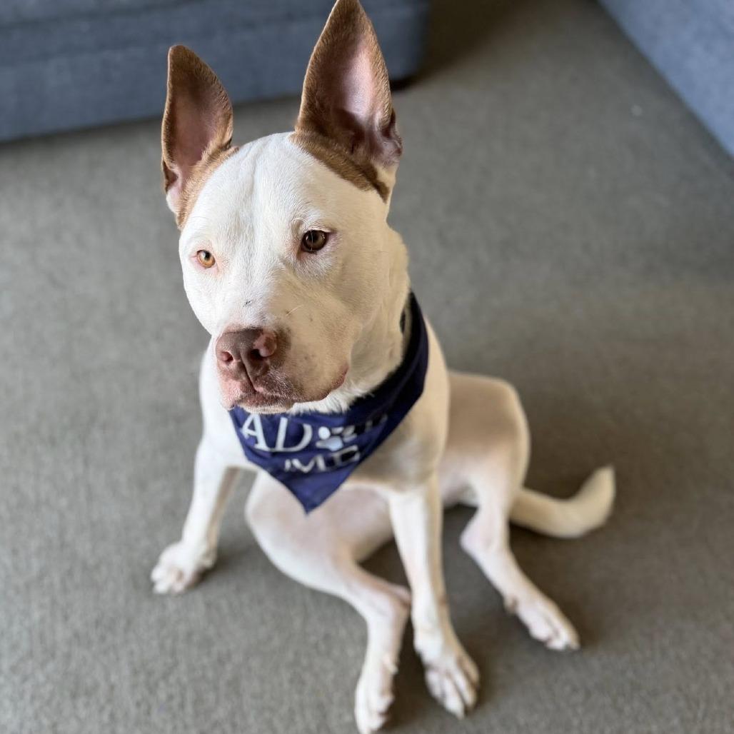 Enlarge Ruff, a Adoptable Mixed Breed in West Olive, MI image 2/6