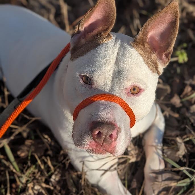 Enlarge Ruff, a Adoptable Mixed Breed in West Olive, MI image 3/6