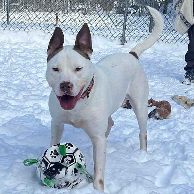Enlarge Ruff, a Adoptable Mixed Breed in West Olive, MI image 4/6