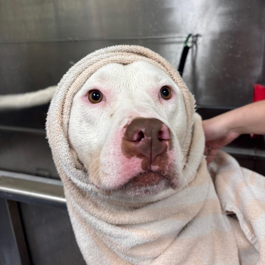 Enlarge Ruff, a Adoptable Mixed Breed in West Olive, MI image 5/6