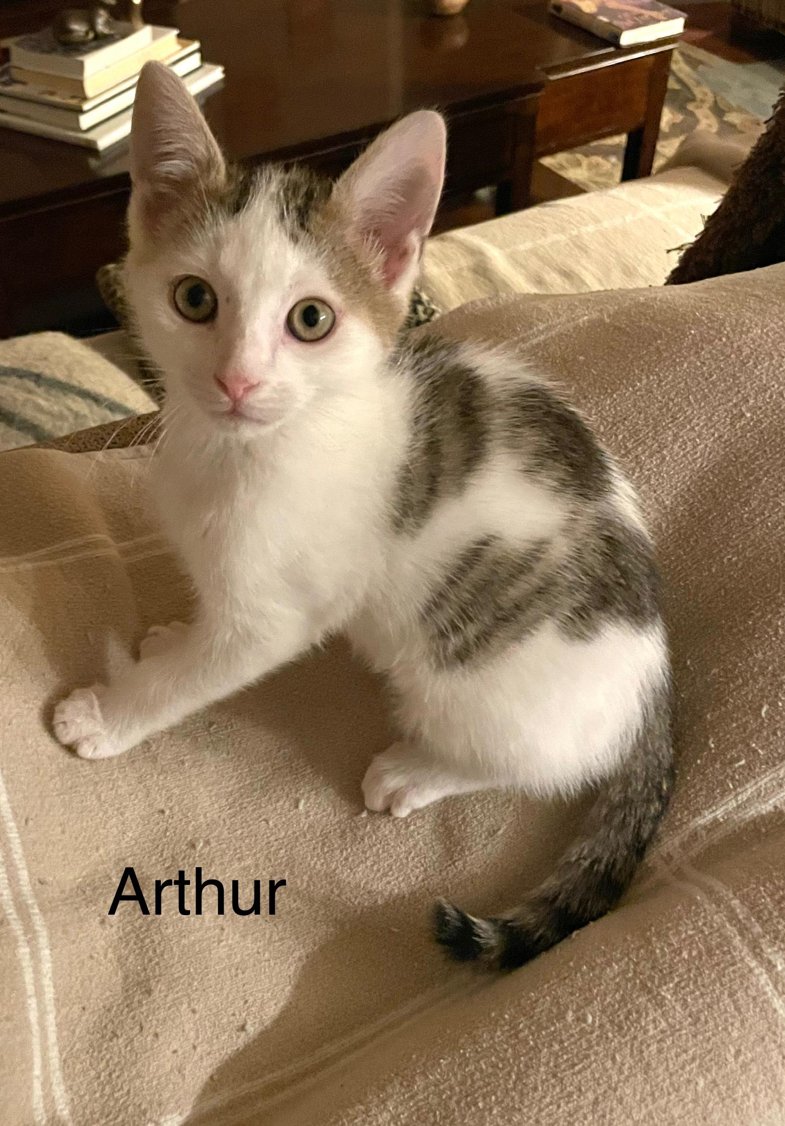 Arthur — thumbnail 2