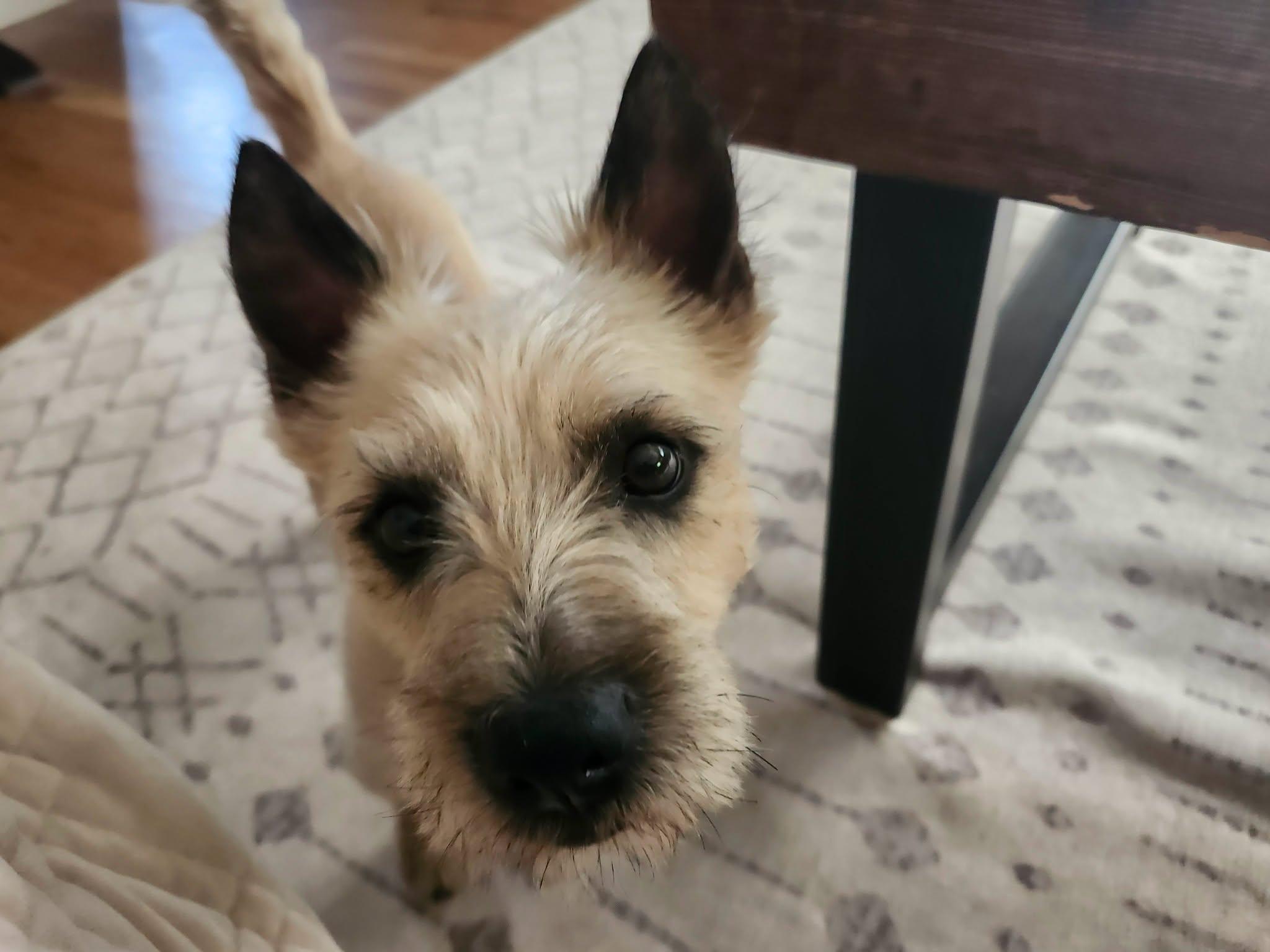 Enlarge OTIS in Utah, a Adoptable Cairn Terrier in Salt Lake City, UT image 4/5