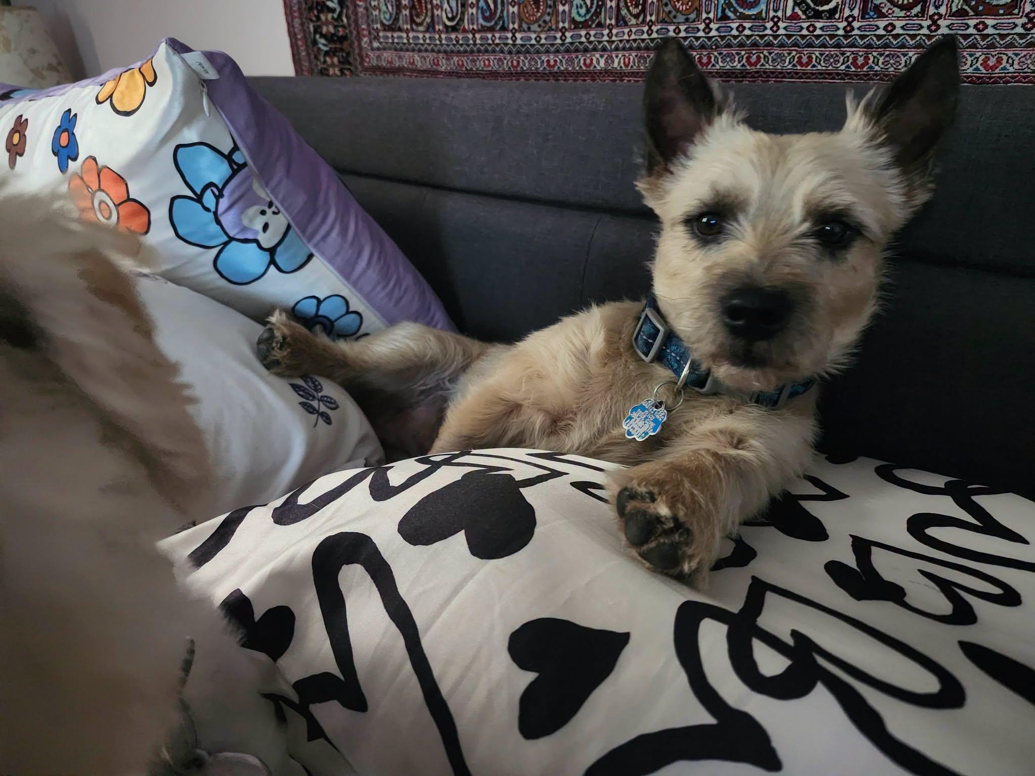 Enlarge OTIS in Utah, a Adoptable Cairn Terrier in Salt Lake City, UT image 2/5