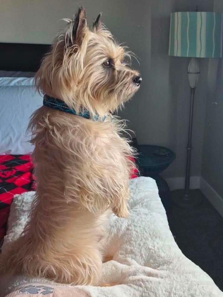 OTIS in Utah, Adoptable, Young Male Cairn Terrier.