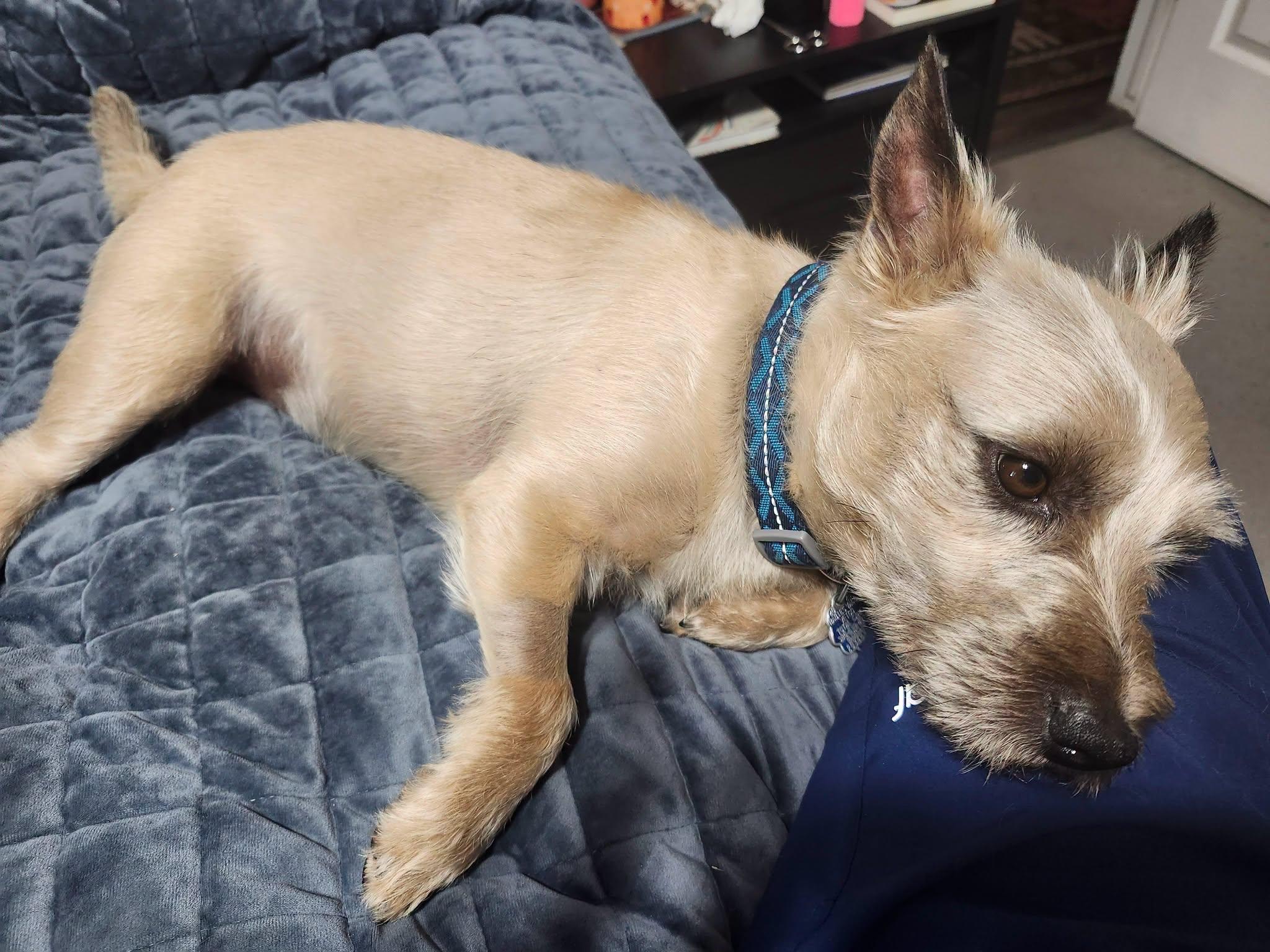 Enlarge OTIS in Utah, a Adoptable Cairn Terrier in Salt Lake City, UT image 3/5