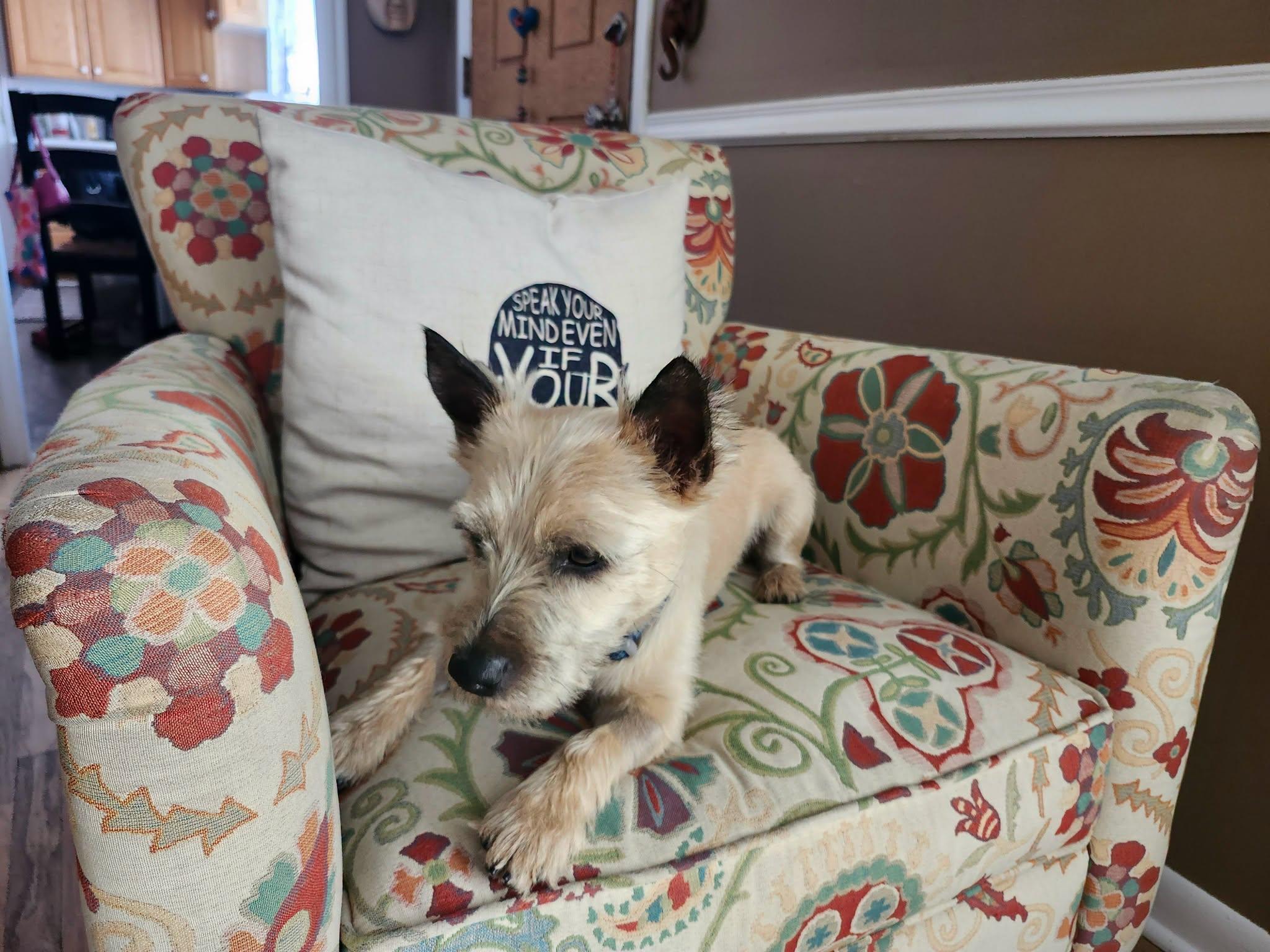 Enlarge OTIS in Utah, a Adoptable Cairn Terrier in Salt Lake City, UT image 5/5