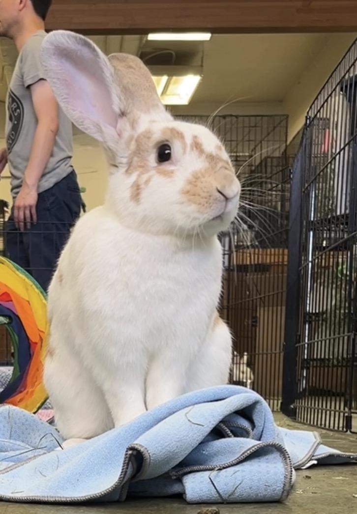 Enlarge Fern, a ADOPTABLE mixed breed in Oakland, CA image 6/6