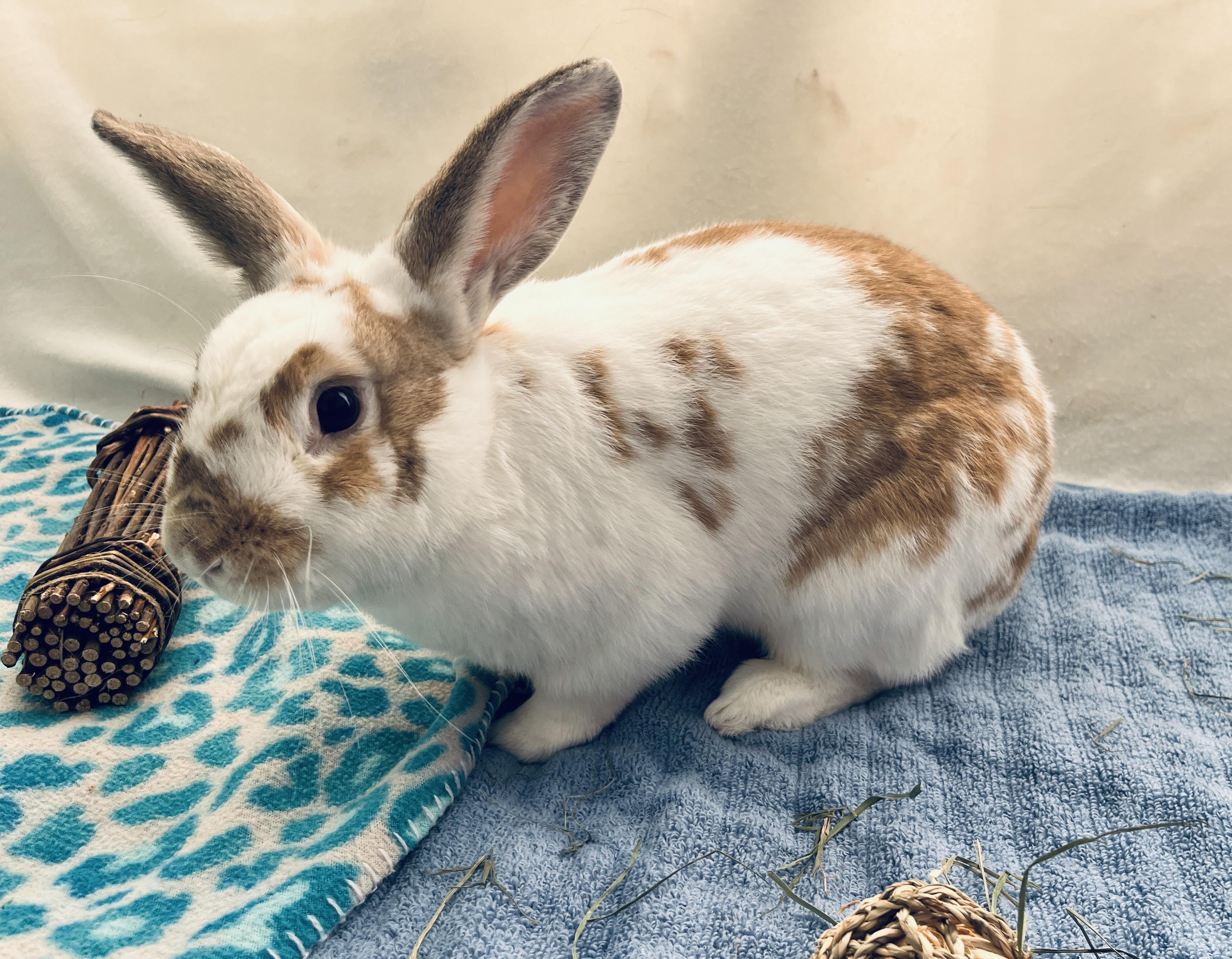 Fern, a ADOPTABLE mixed breed in Oakland, CA image 3/5