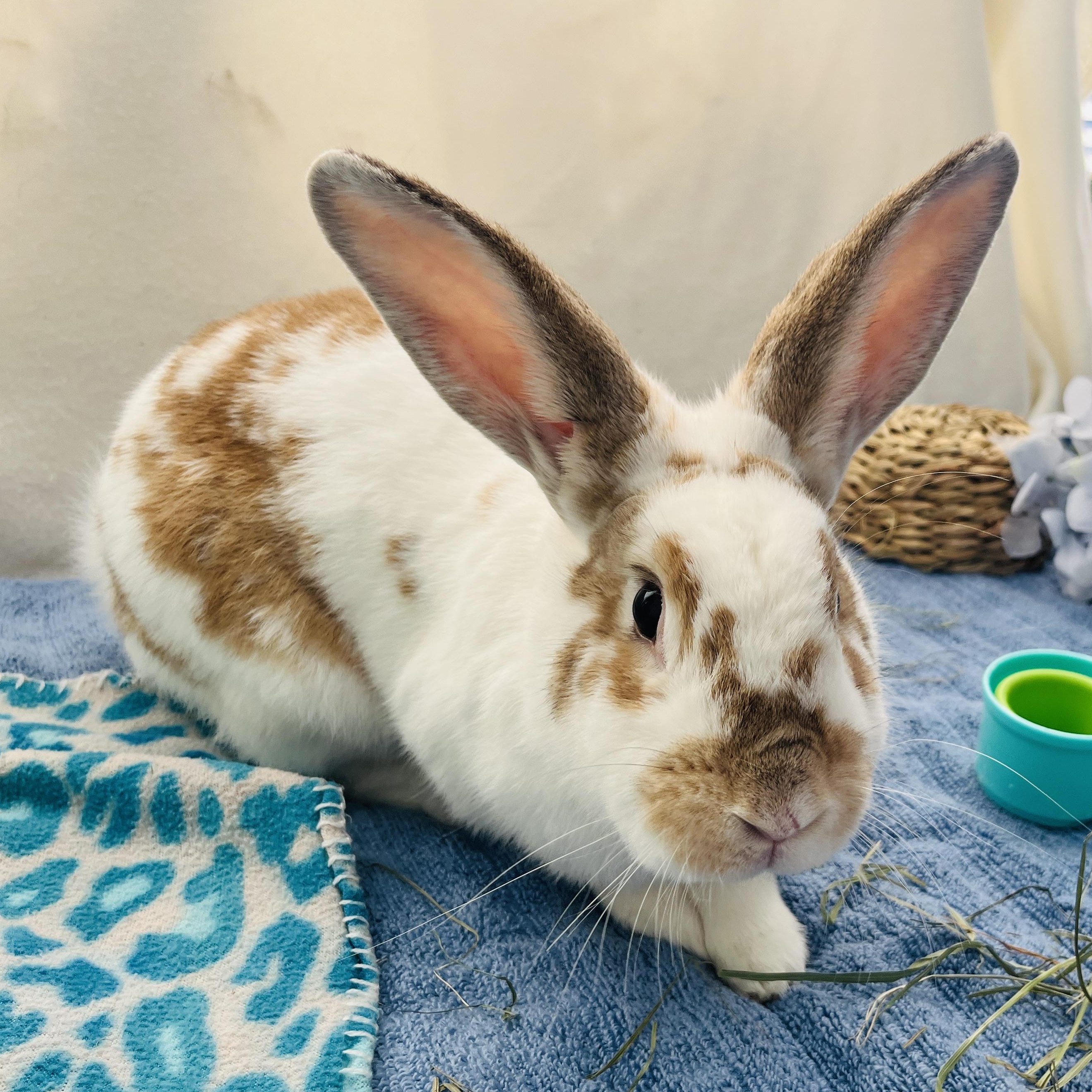 Fern, a ADOPTABLE mixed breed in Oakland, CA image 2/5