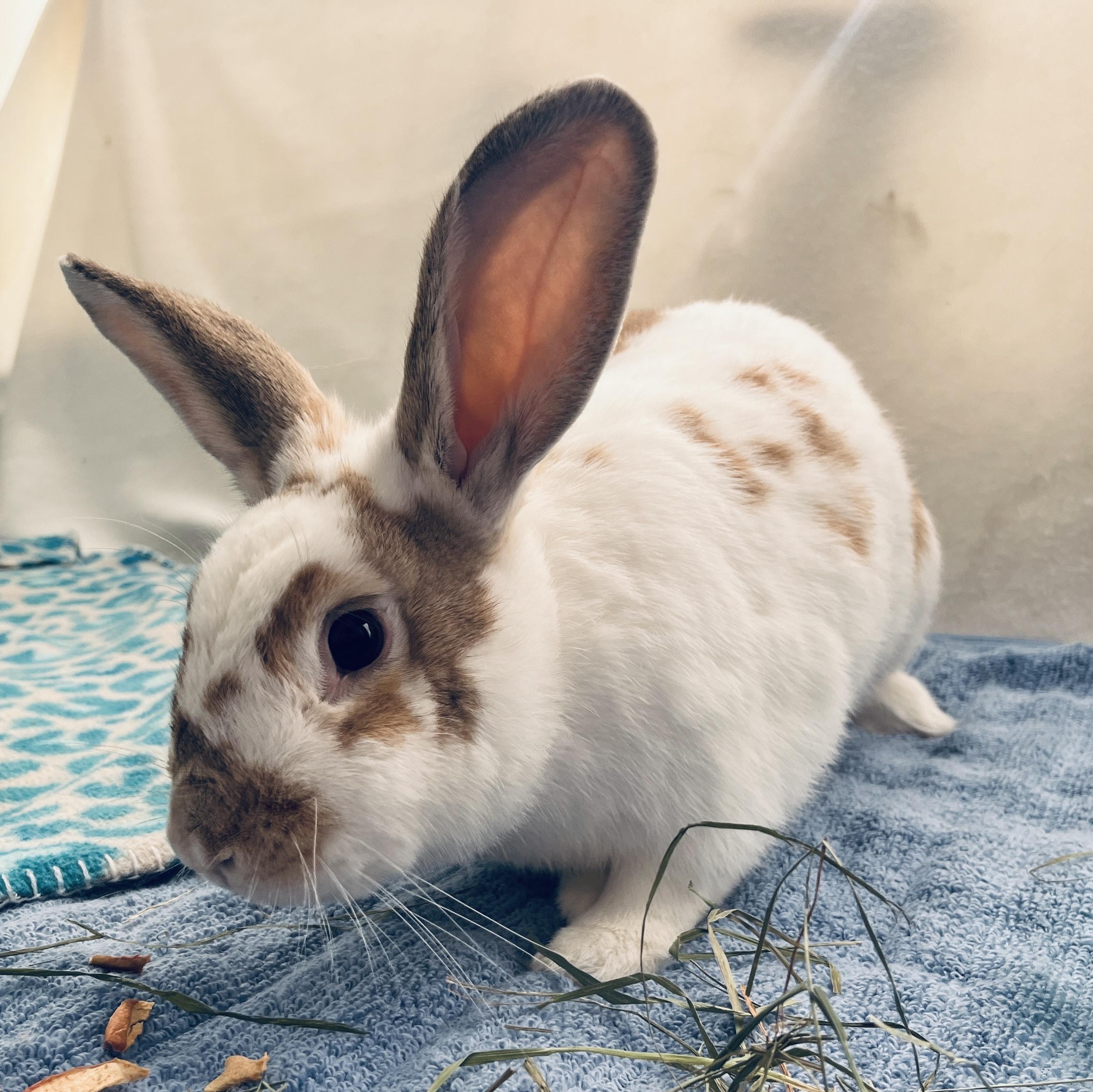 Fern, ADOPTABLE, Young Male American & English Spot.