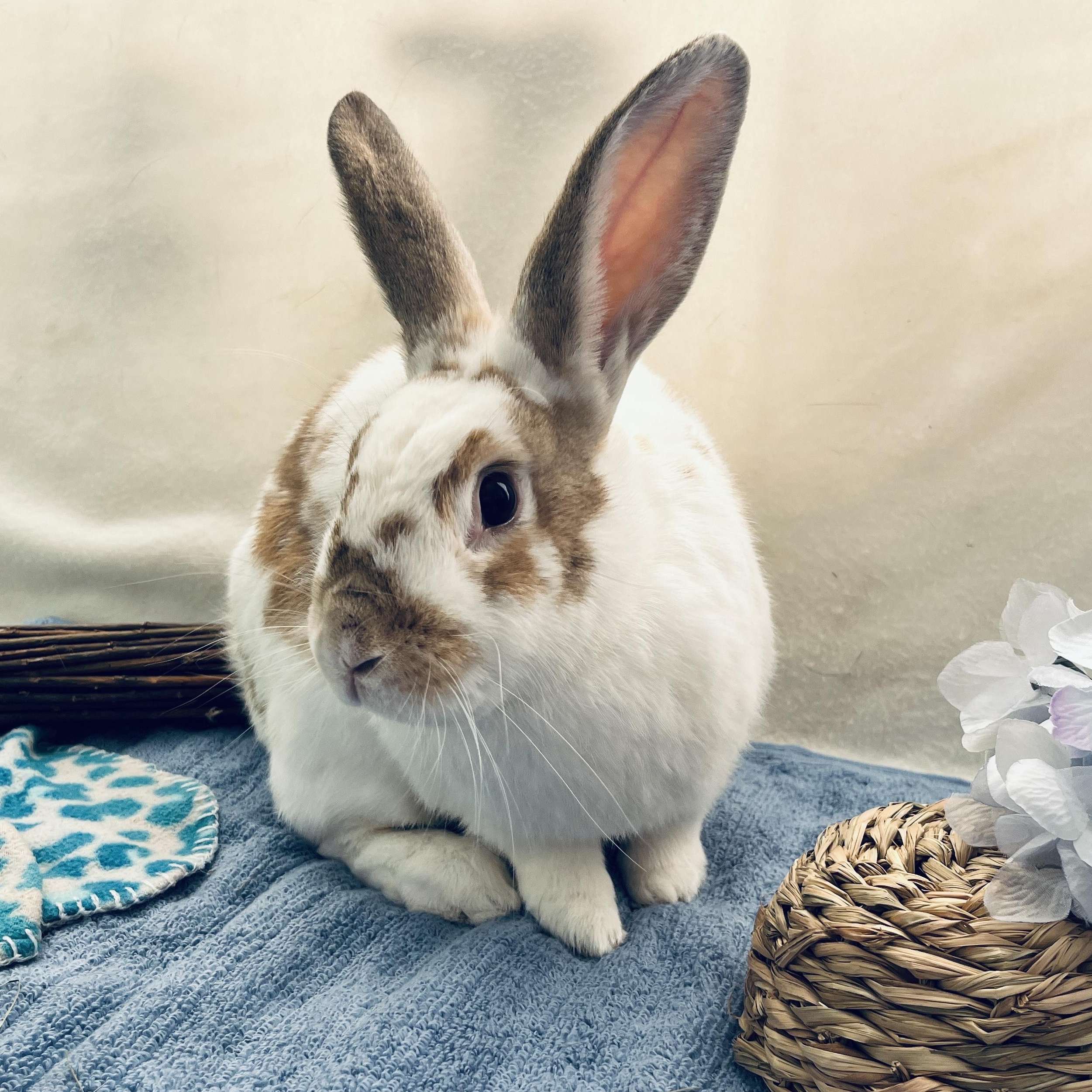 Fern, a ADOPTABLE mixed breed in Oakland, CA image 4/5