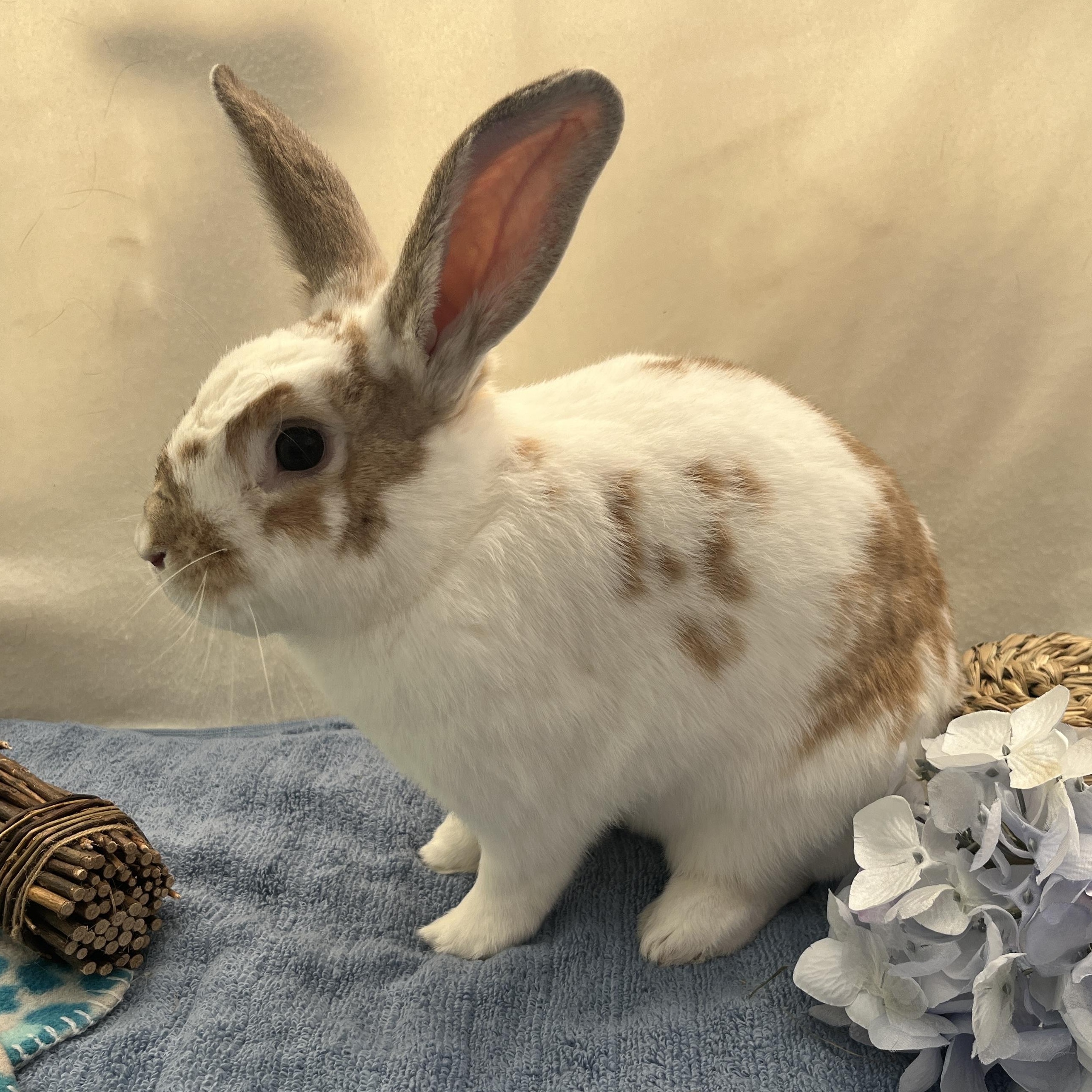 Fern, a ADOPTABLE mixed breed in Oakland, CA image 5/5