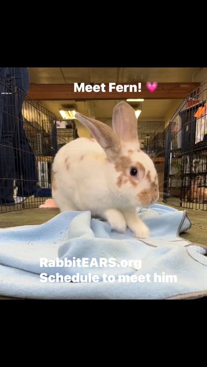 Enlarge Fern, a ADOPTABLE mixed breed in Oakland, CA video 2/6
