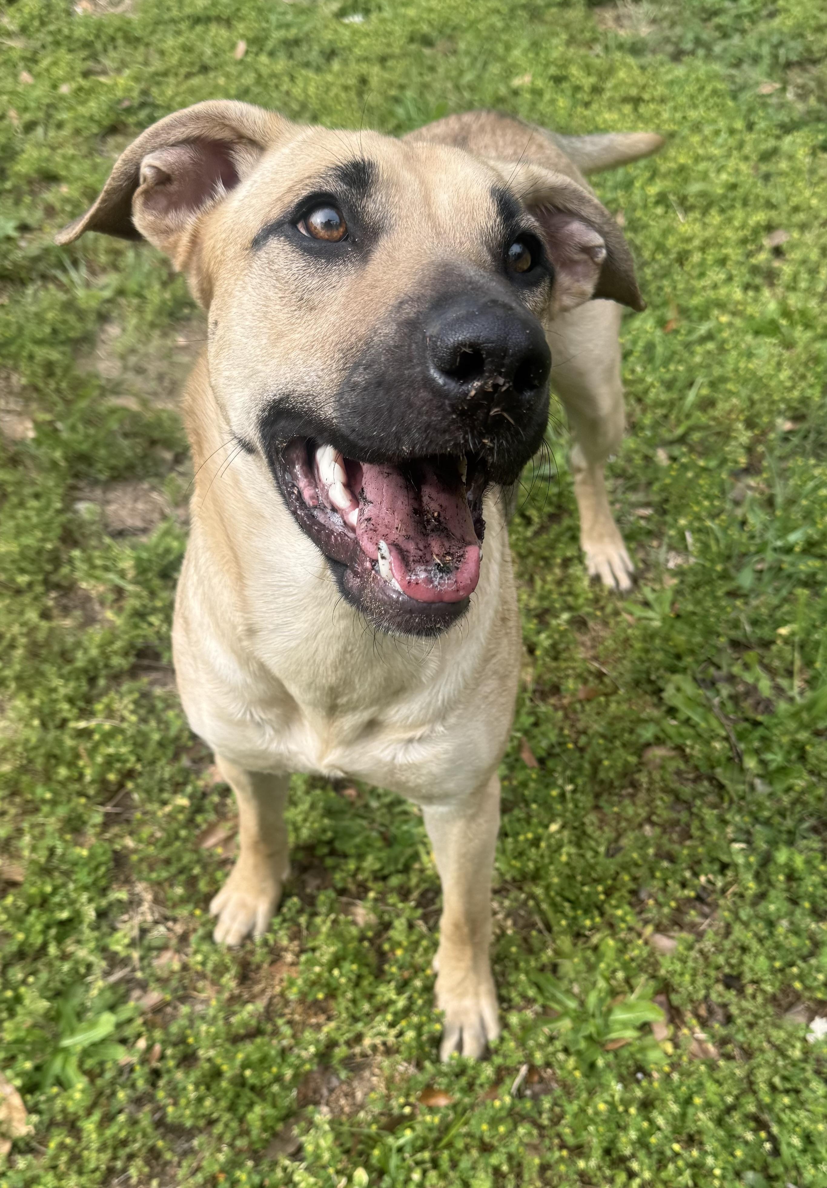 June Bug, Adoptable, Young Female Black Mouth Cur & Black and Tan Coonhound.