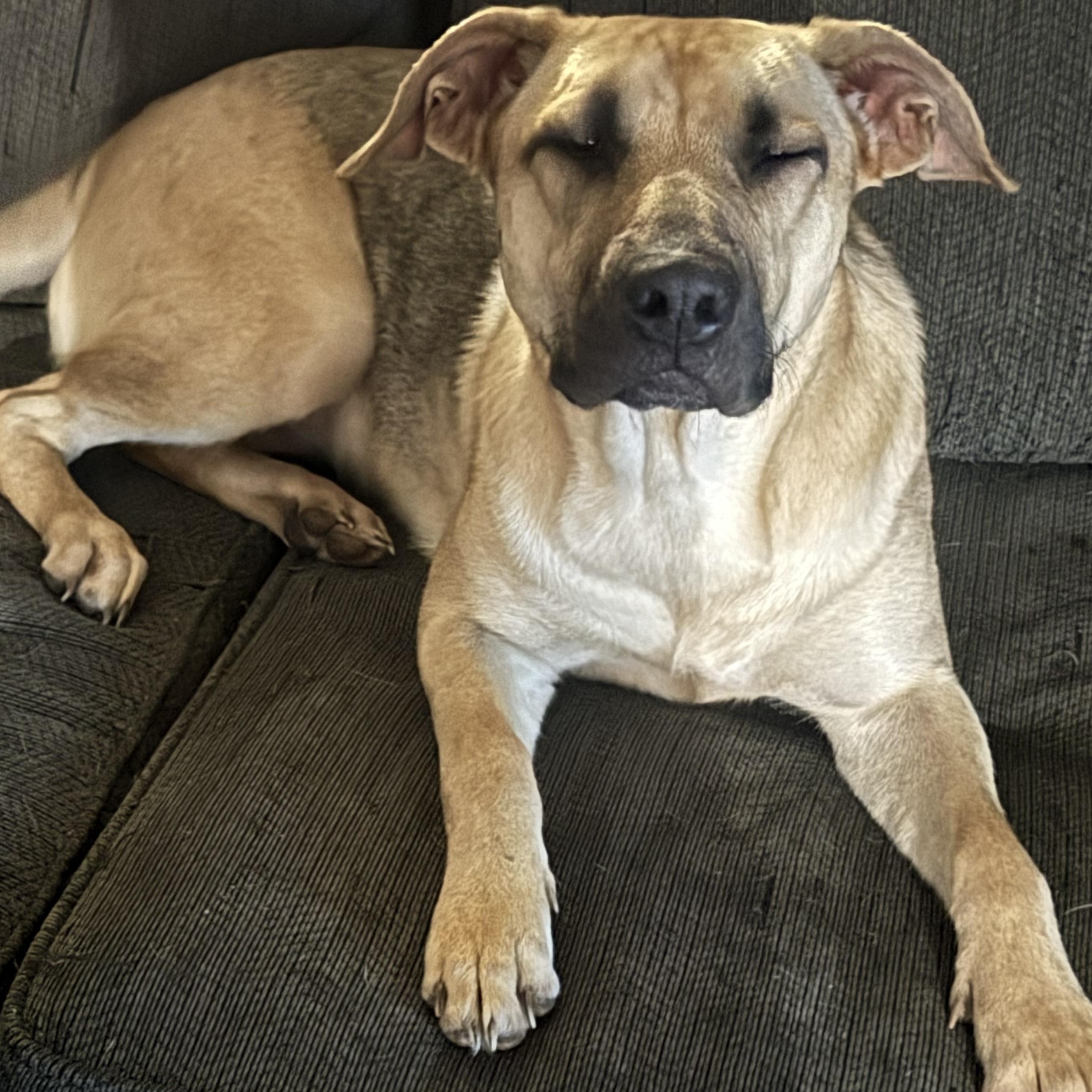 June Bug, a Adoptable mixed breed in Crestview, FL image 2/3