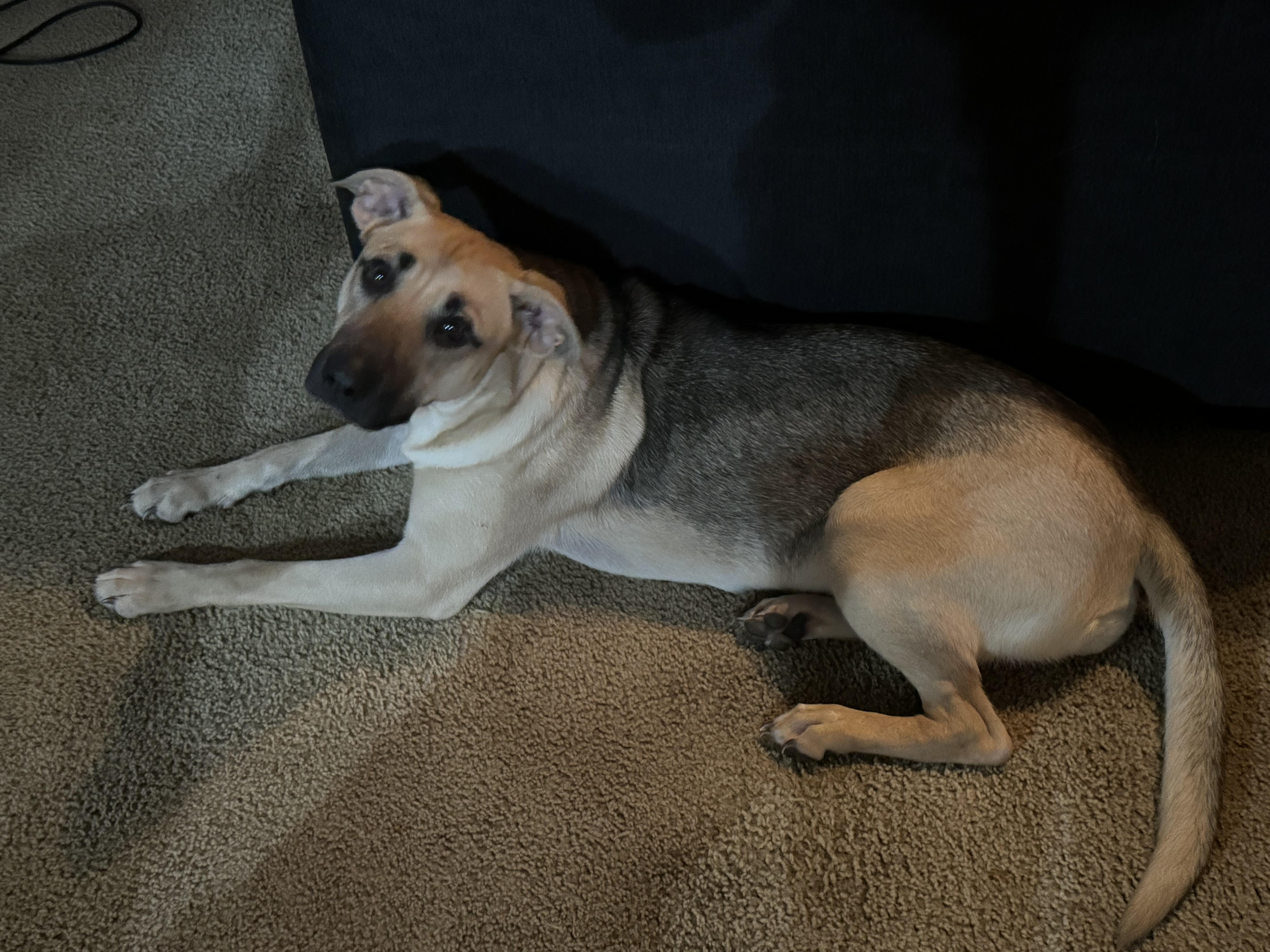 June Bug, a Adoptable mixed breed in Crestview, FL image 3/3