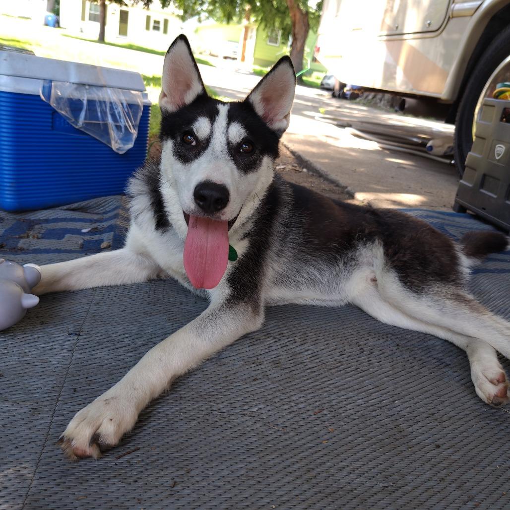 Trigger, Adoptable, Adult Male Husky.
