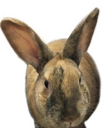 Enlarge Aspen, a Adoptable mixed breed in Helendale, CA image 1/1