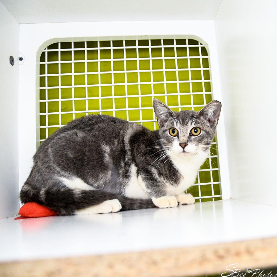 Enlarge Sophia, a Adoptable Domestic Short Hair in St. Cloud, FL image 1/3