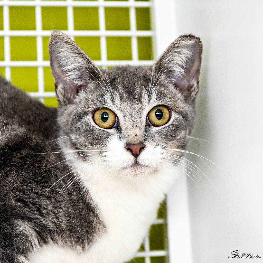 Enlarge Sophia, a Adoptable Domestic Short Hair in St. Cloud, FL image 2/3