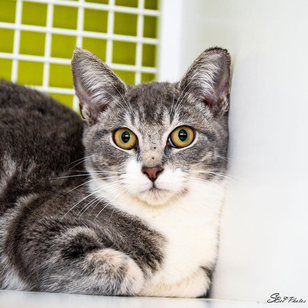 Enlarge Sophia, a Adoptable Domestic Short Hair in St. Cloud, FL image 3/3