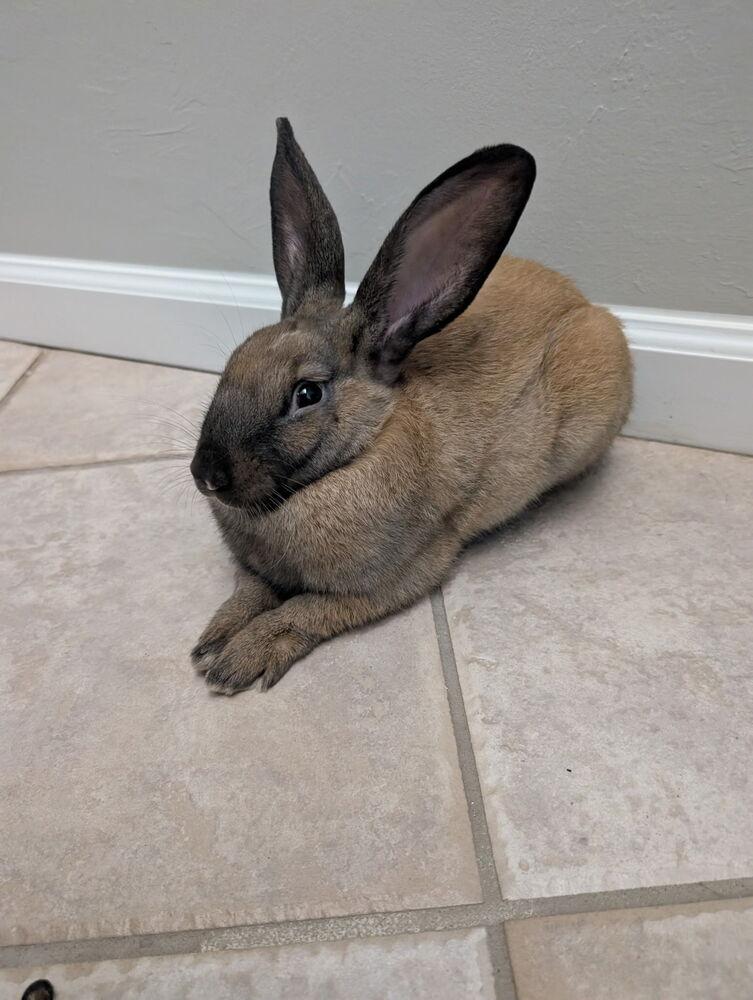 Enlarge Cinnamon, a Adoptable mixed breed in Naples, FL image 2/4