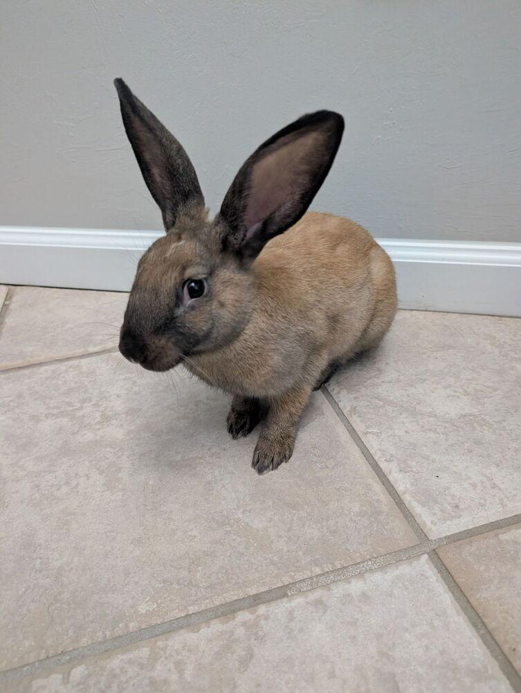 Enlarge Cinnamon, a Adoptable mixed breed in Naples, FL image 3/4