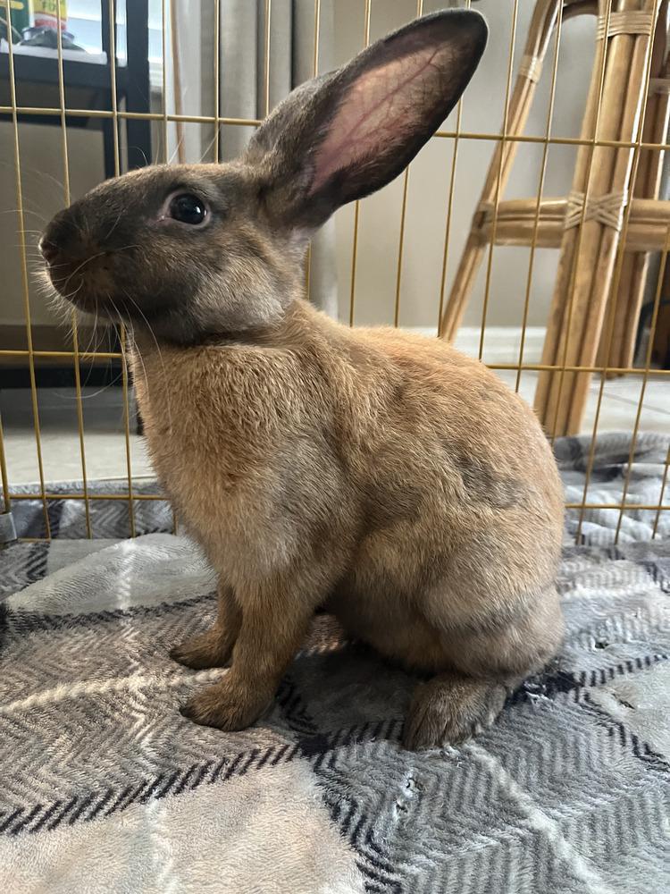 Cinnamon, a Adoptable mixed breed in Naples, FL image 3/6