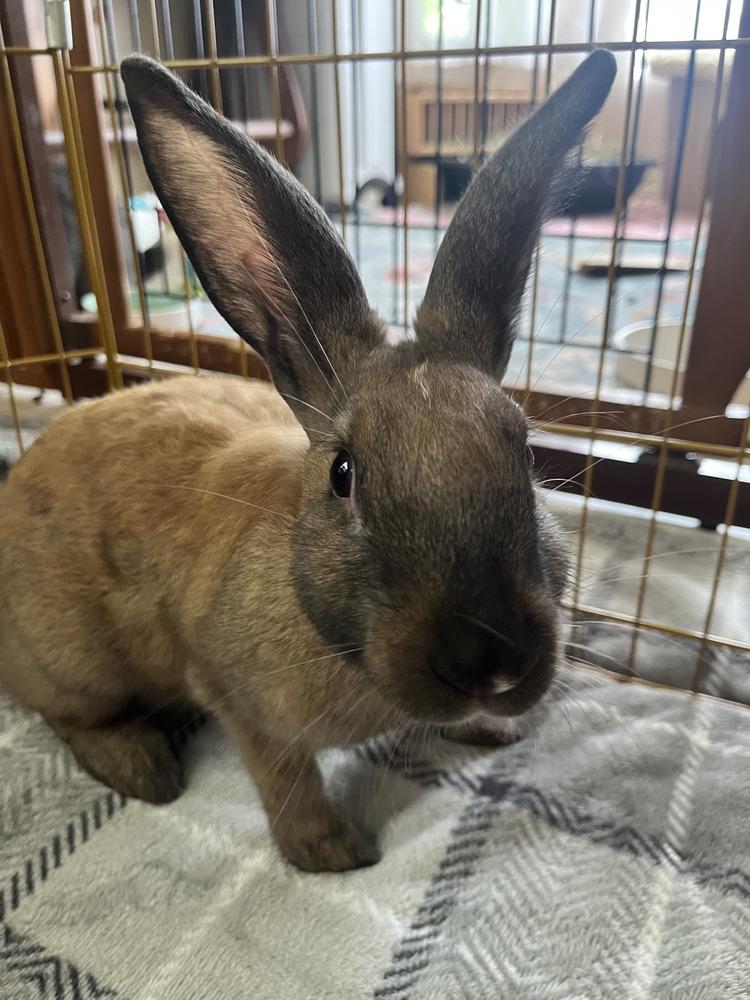 Cinnamon, a Adoptable mixed breed in Naples, FL image 4/6