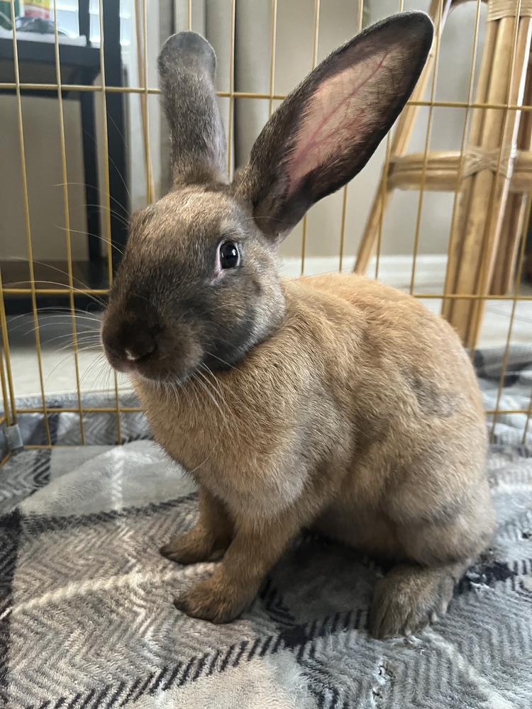 Cinnamon, a Adoptable mixed breed in Naples, FL image 5/6