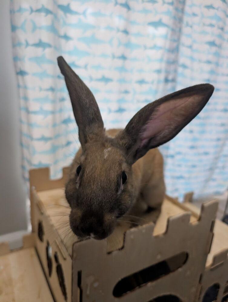 Enlarge Cinnamon, a Adoptable mixed breed in Naples, FL image 4/4