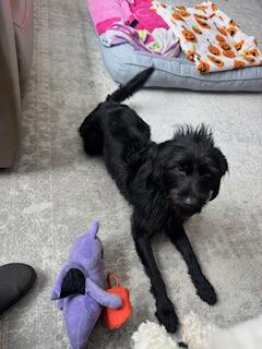 Omen — thumbnail 2