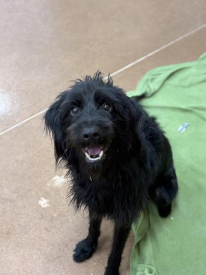 Omen — thumbnail 3