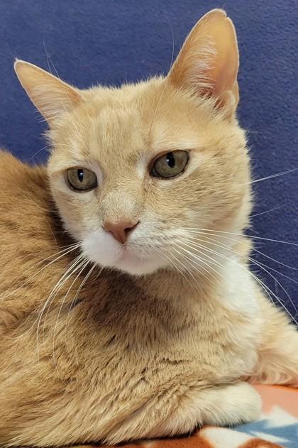 Enlarge Tabby-licious, a Adoptable mixed breed in Eugene, OR image 1/3