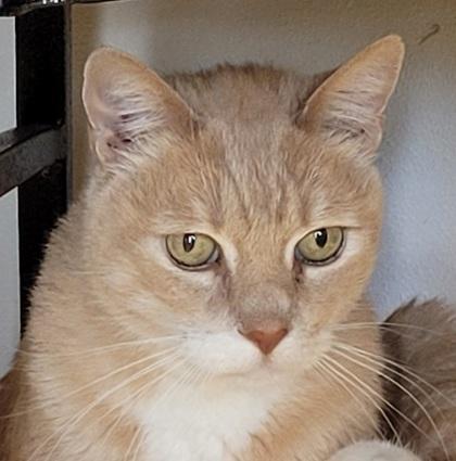 Enlarge Tabby-licious, a Adoptable mixed breed in Eugene, OR image 2/3