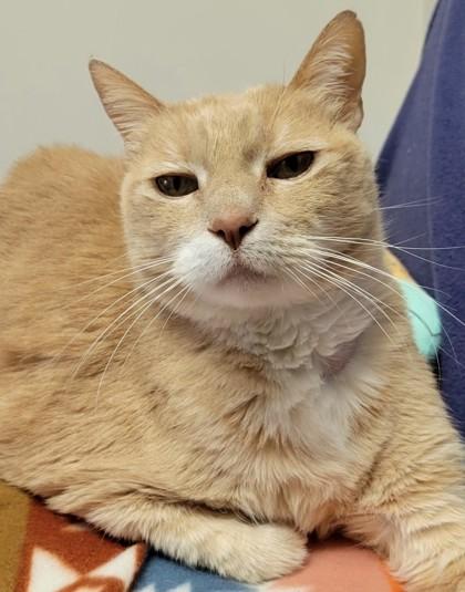 Tabby-licious, Adoptable, Adult Male Domestic Short Hair & Domestic Short Hair.