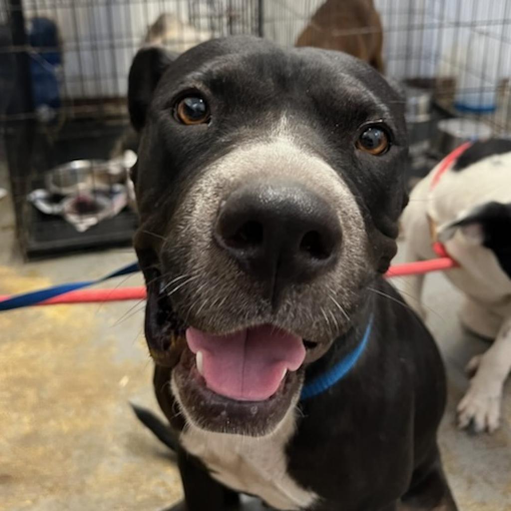 Lucille, a Adoptable Pit Bull Terrier in Ocoee, FL image 1/4