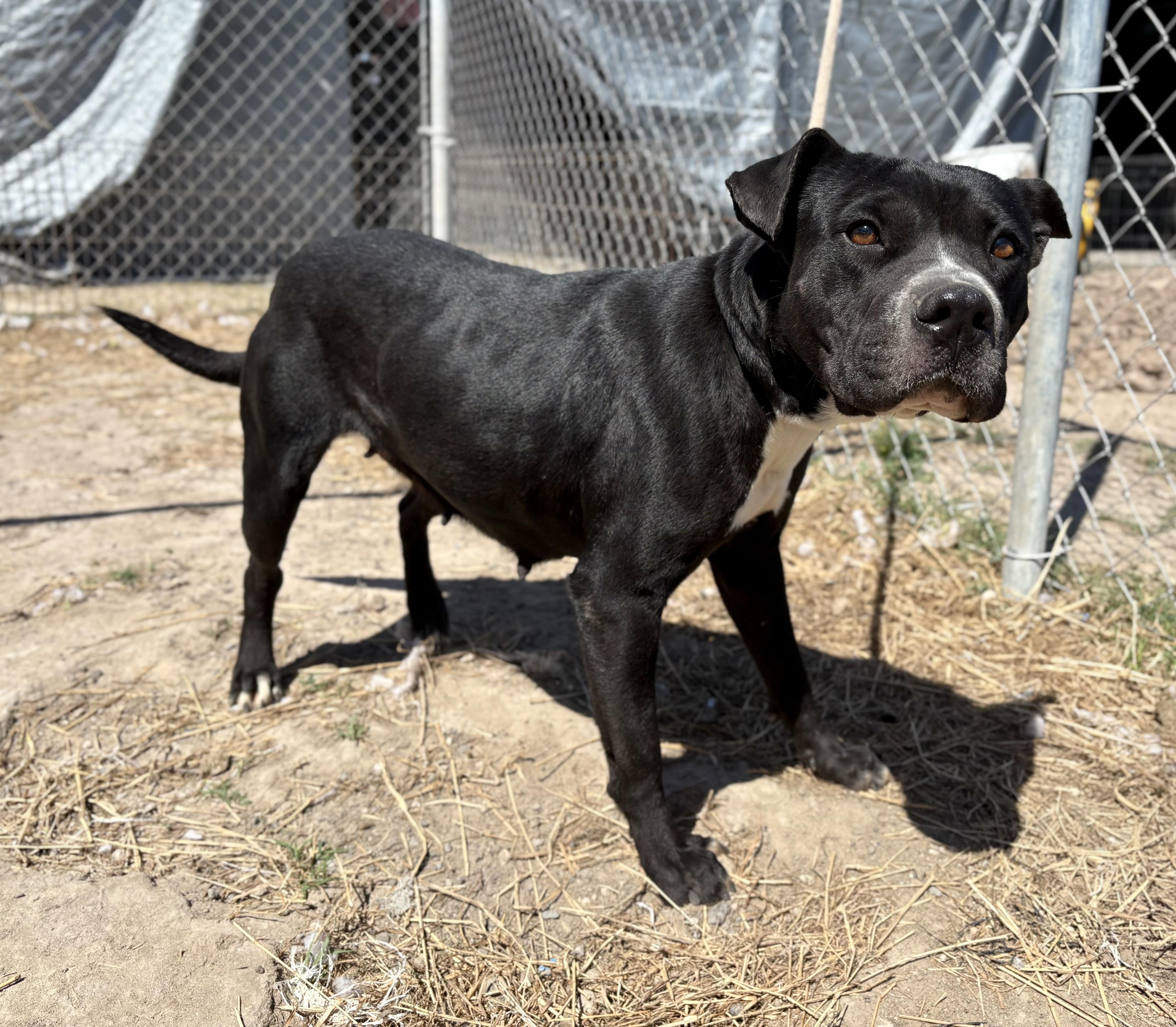 Lucille, a Adoptable Pit Bull Terrier in Ocoee, FL image 3/4