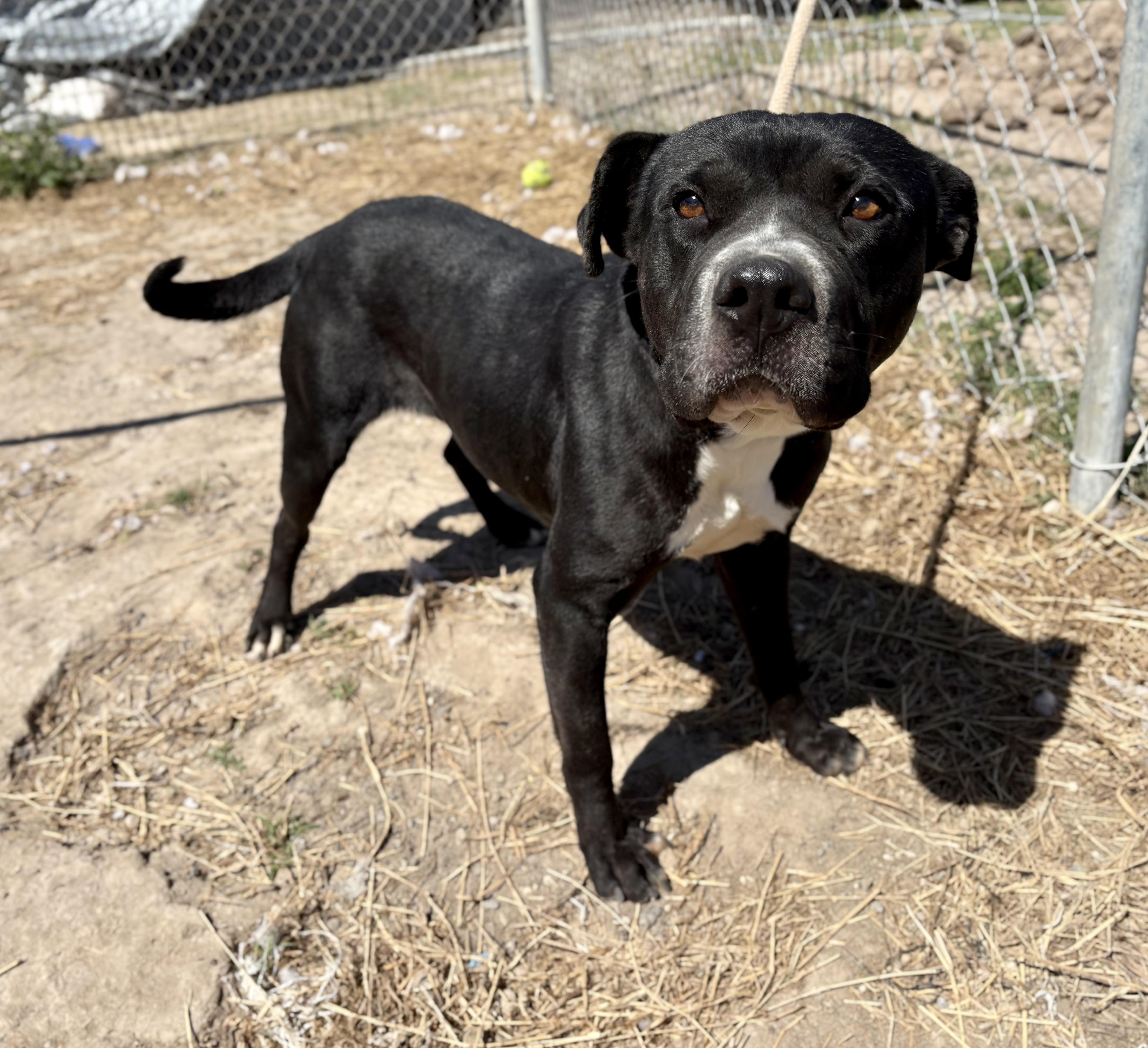 Lucille, a Adoptable Pit Bull Terrier in Ocoee, FL image 2/4