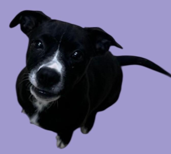 Ruby, Adoptable, Puppy Female Beagle & Chihuahua.