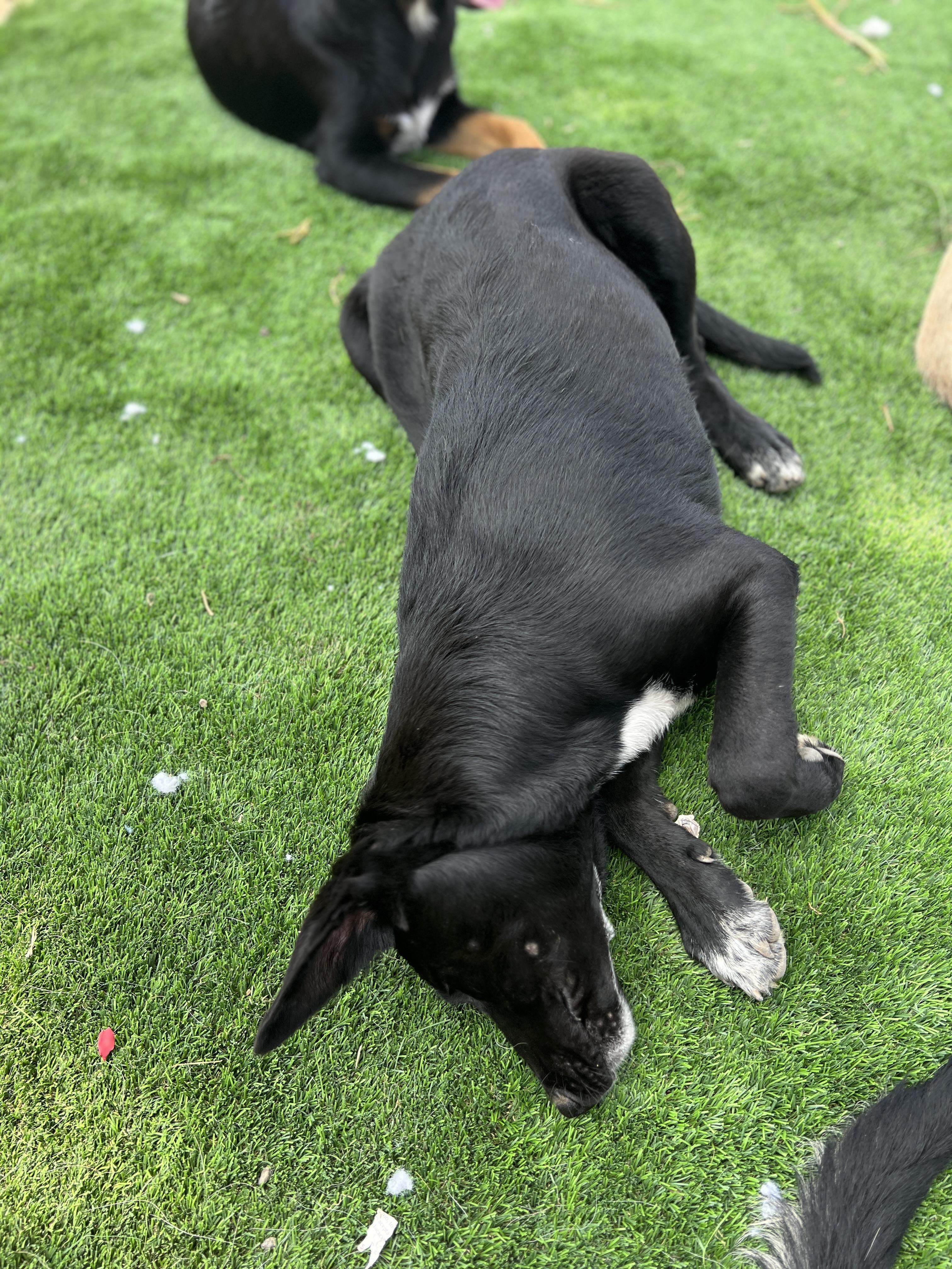 Enlarge Millie, a ADOPTABLE mixed breed in Denver, CO image 3/4