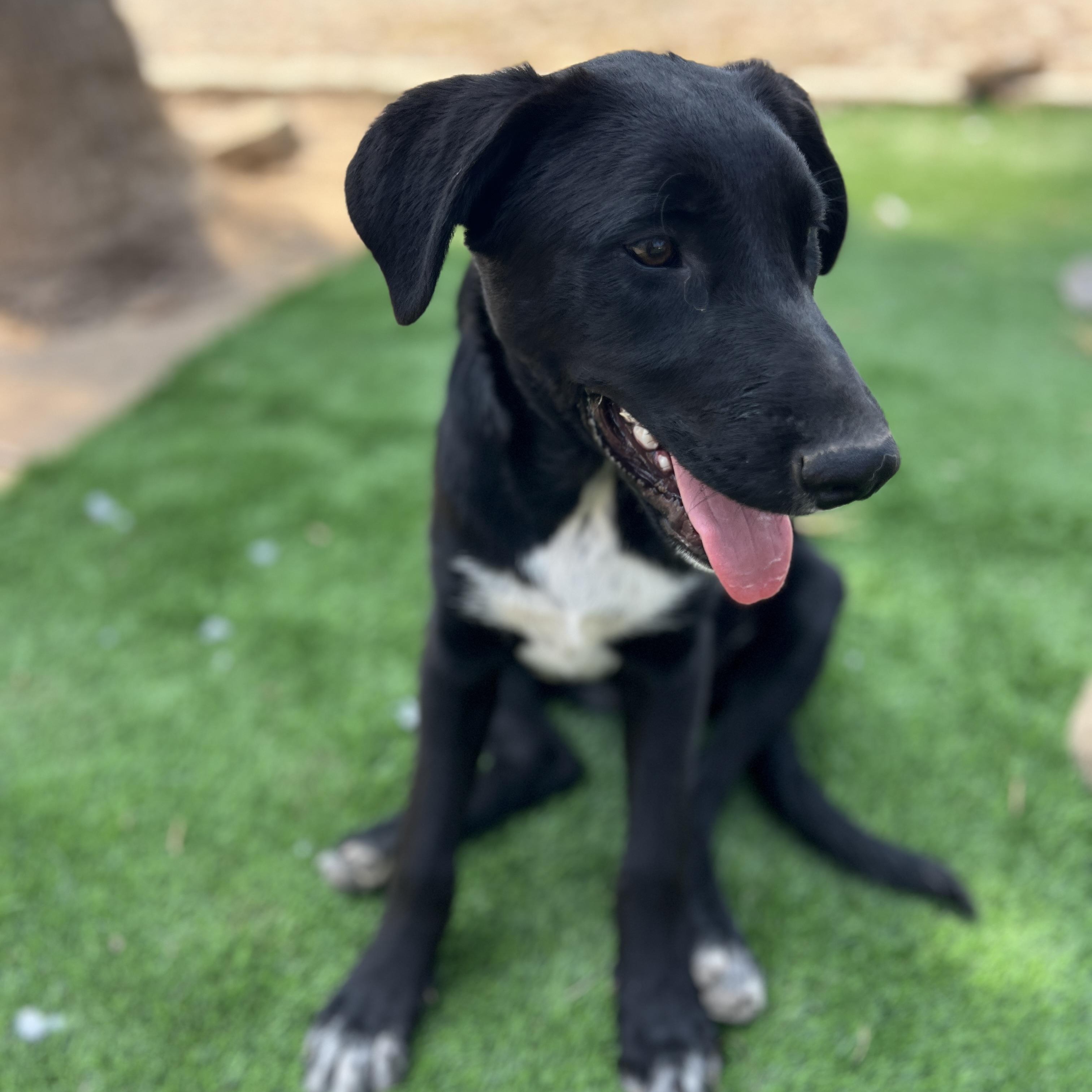 Millie, ADOPTABLE, Puppy Female Border Collie & Labrador Retriever.