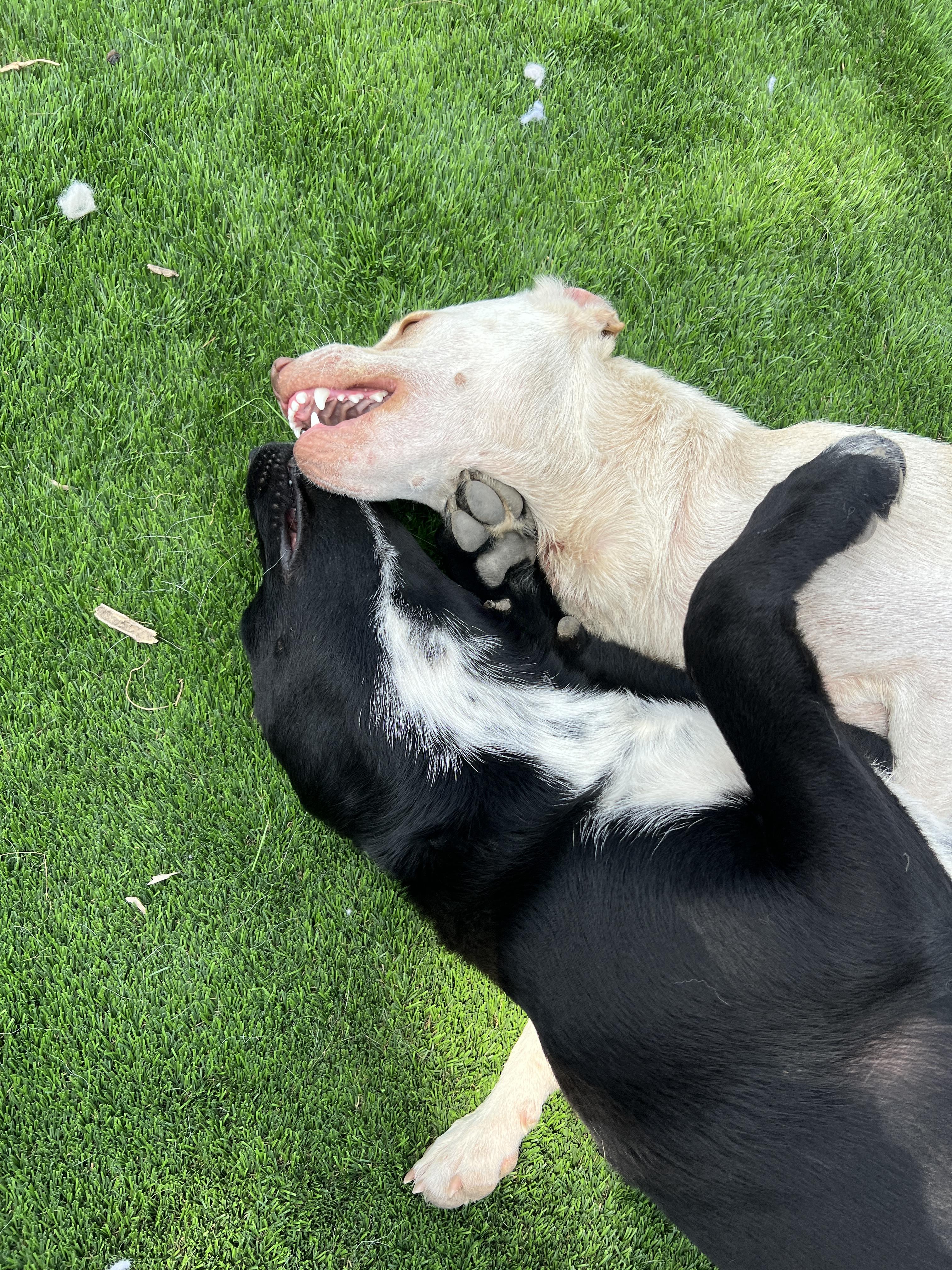 Enlarge Millie, a ADOPTABLE mixed breed in Denver, CO image 2/4
